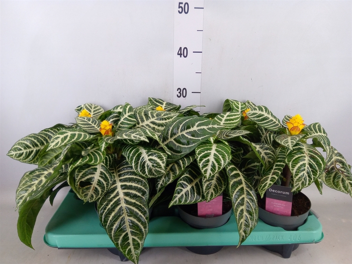 <h4>Aphelandra squar.</h4>
