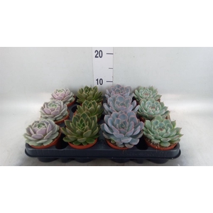 Echeveria   ...mix