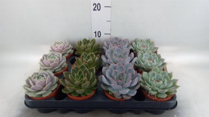 <h4>Echeveria ...mix</h4>
