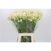 Agapanthus EYFORI White