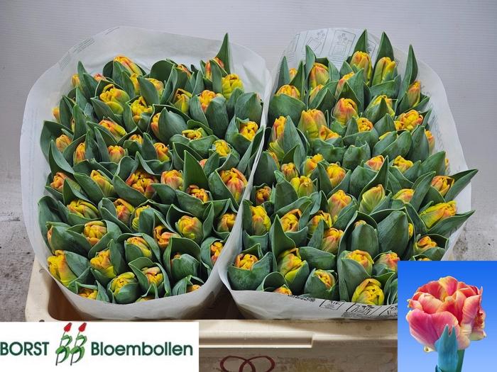 <h4>TU PA UNDERCOVER</h4>