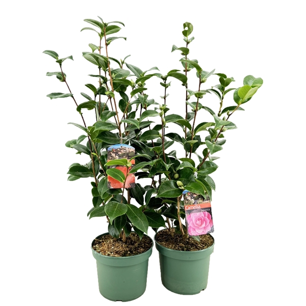 <h4>Camellia japonica</h4>