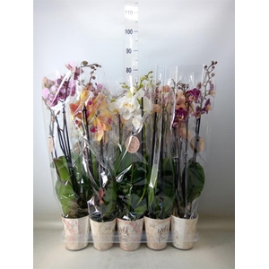 Phalaenopsis   ...mix
