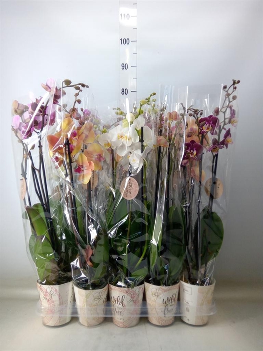 <h4>Phalaenopsis ...mix</h4>