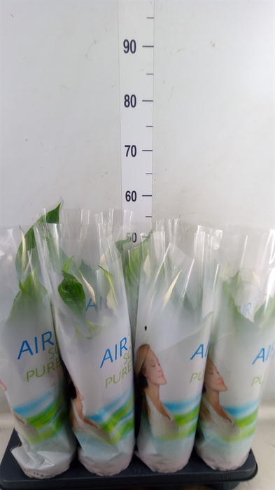 <h4>Spathiphyllum  'Strauss'</h4>