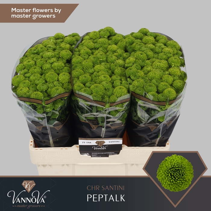 <h4>Chrysanten Chr S Peptalk</h4>