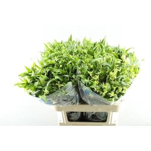 Alstr Fl Jade (groen)