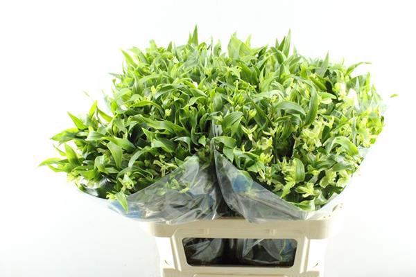 <h4>Alstr Fl Jade (groen)</h4>