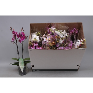 PHAL MF GEM 8 KL