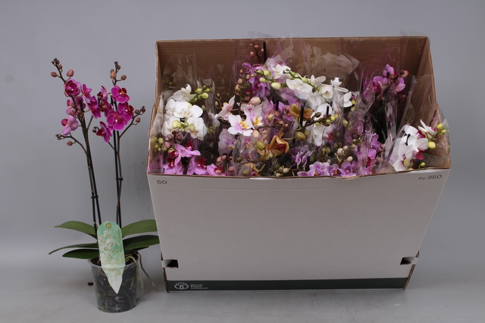 <h4>PHAL MF GEM 8 KL</h4>