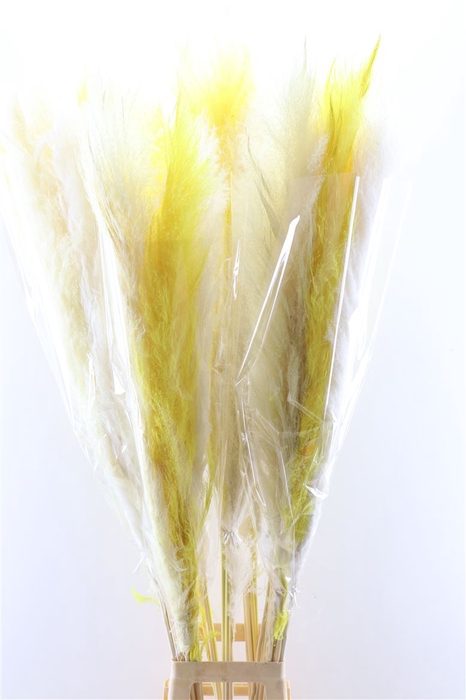 Dried Cortaderia Spring Mix 140cm P Stem