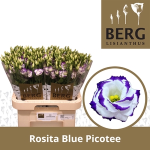 Lisianthus Rosita Blue Picotee