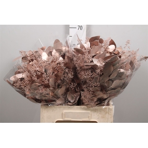 Euc Populus Berry V Champagne