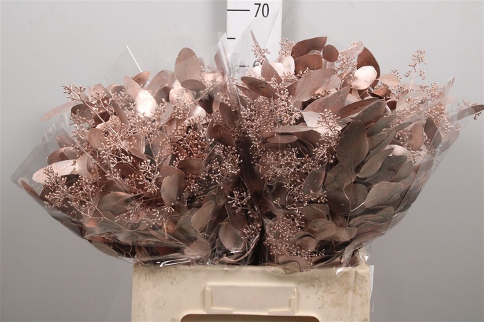 <h4>Euc Populus Berry V Champagne</h4>