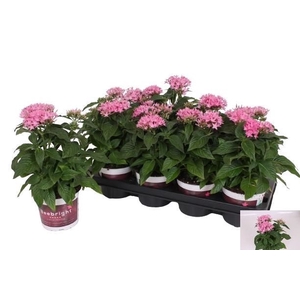 PENTAS BEEBRIGHT PI