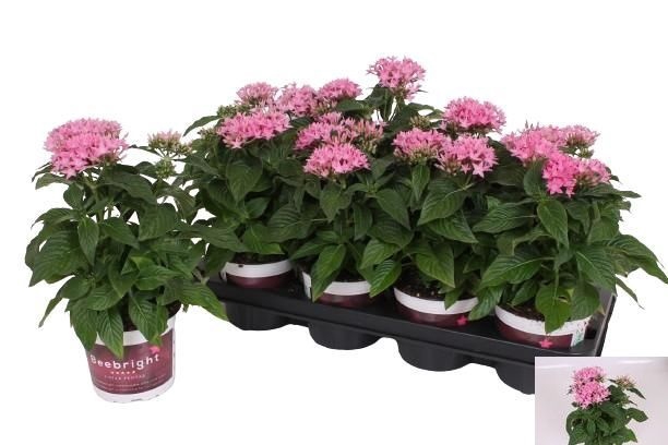 <h4>PENTAS BEEBRIGHT PI</h4>