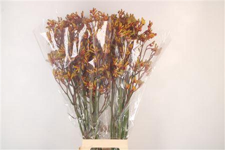 <h4>Anigoz Gold Fever</h4>