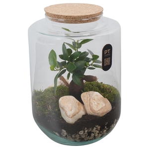 Arr.   Kamerplant Groen H%