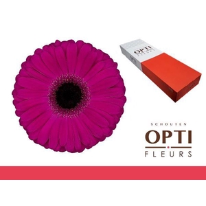 Gerbera Aladin Doos