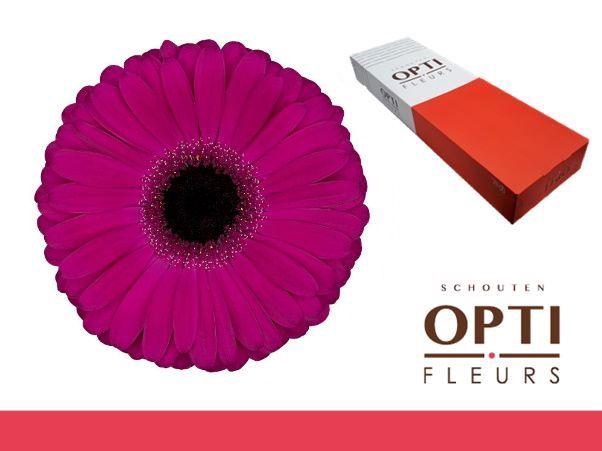 <h4>Gerbera Aladin Doos</h4>