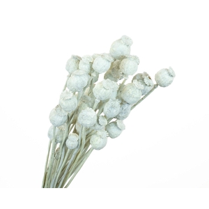 Papaver White Wash