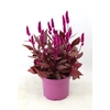 Celosia 'Mystic Shades' p19 with sleeve | Decorum
