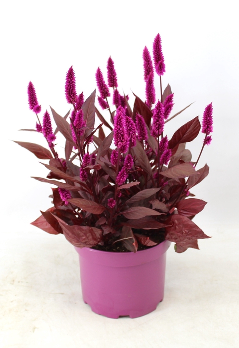 Celosia 'Mystic Shades' p19 with sleeve | Decorum