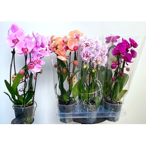 PHAL EL CASCADE
