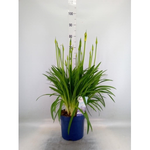 Agapanthus  'Amourette Superb'