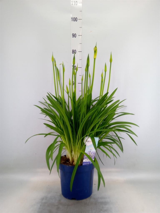 <h4>Agapanthus  'Amourette Superb'</h4>
