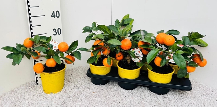 <h4>CITR LIMETTA</h4>