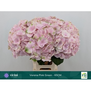 HYDRANGEA  'VERENA'