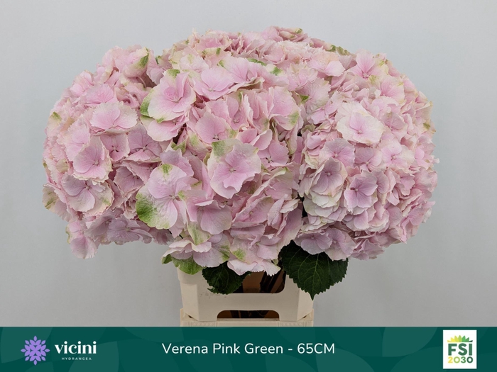 <h4>HYDRANGEA  'VERENA'</h4>