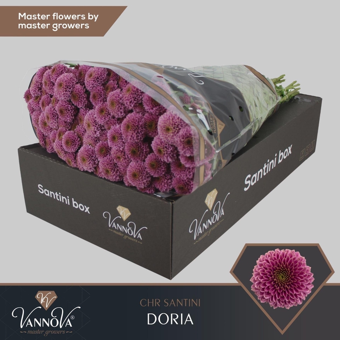 <h4>Chrysanthemum SA 'Doria'</h4>
