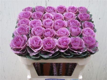 <h4>Brass Empire Olga</h4>