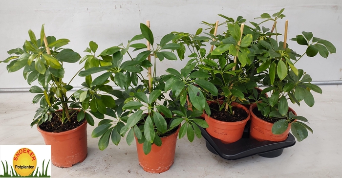 SCHEF AR GOLD CAPELL