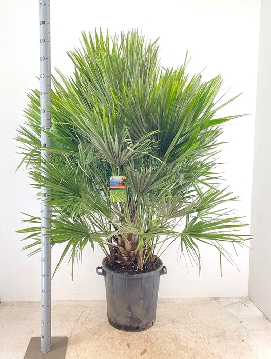 <h4>CHAM HUMILIS</h4>