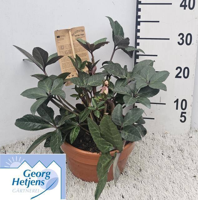 <h4>Hell Hgc Merlin</h4>