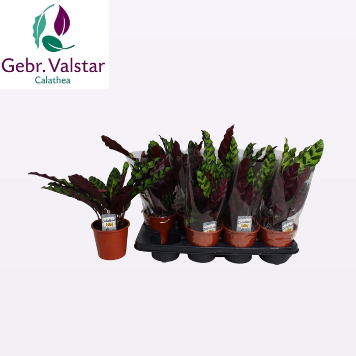 <h4>CALAT LANCIFOLIA</h4>