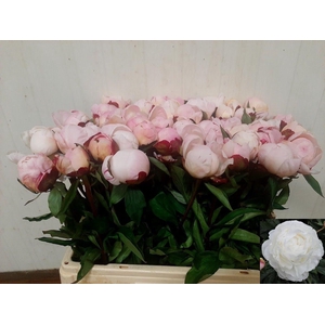 PAEO L GARDENIA