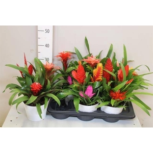 ARR BROMELIA
