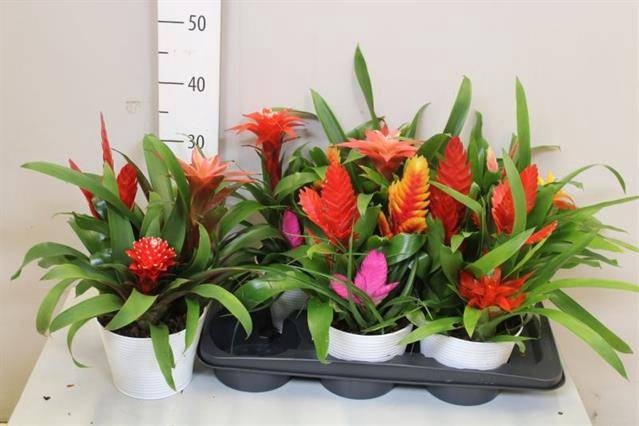 <h4>ARR BROMELIA</h4>