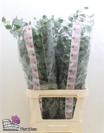 Euca Cinerea Super P Stem 100 Cm
