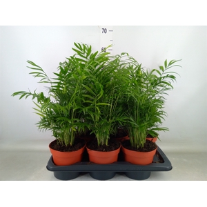 Chamaedorea elegans