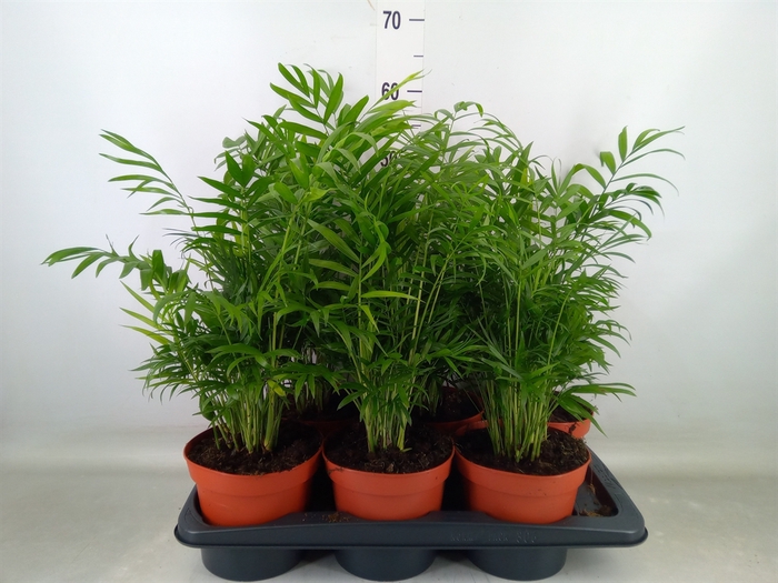 <h4>Chamaedorea elegans</h4>