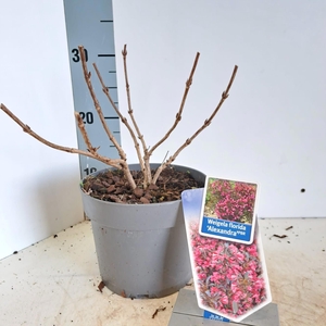 Weigela florida 'Alexandra' PBR (Wine & Roses)