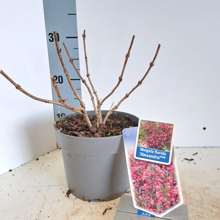 <h4>Weigela florida 'Alexandra' PBR (Wine & Roses)</h4>