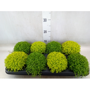 Soleirolia soleirolii   ...mix 2