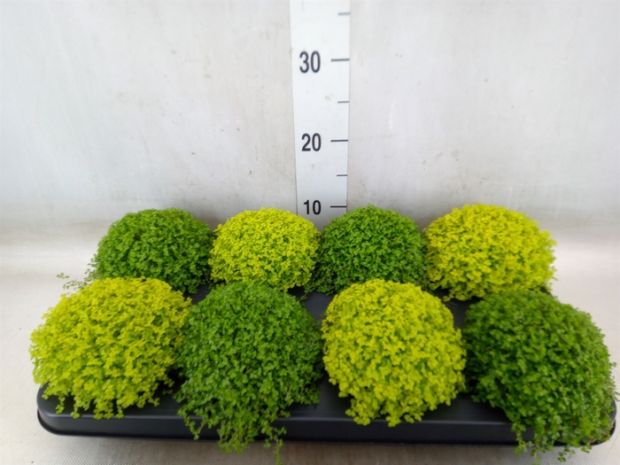 <h4>Soleirolia soleirolii   ...mix 2</h4>
