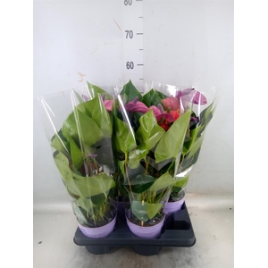 Anthurium andr. 'Cavalli'